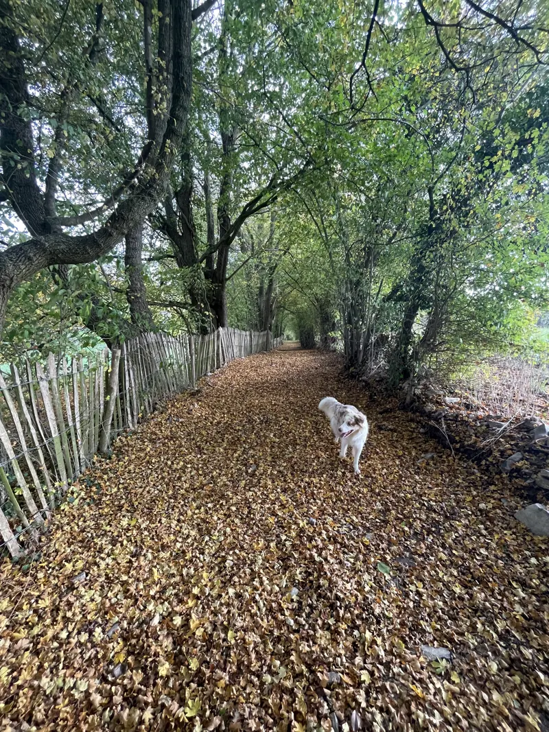Un chemin forestier en automne
