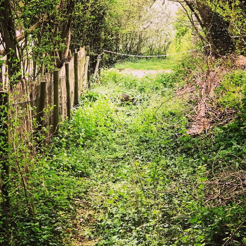 Un chemin creux sous les arbres, au printemps