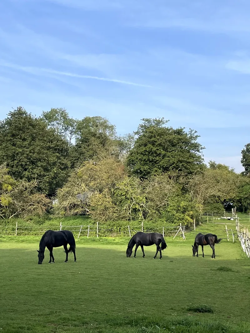 Des chevaux dans un pré