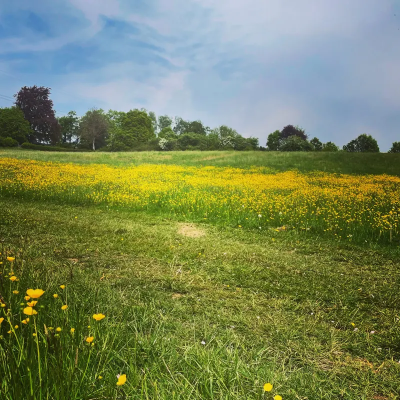 Une prairie de boutons d'or
